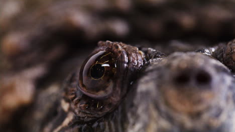 Extreme-macro-close-up-of-snapping-turtle-eyeball