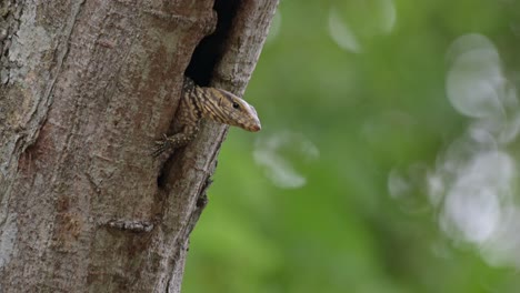 Looking-to-the-right-with-its-left-leg-out-,-closes-its-eyes-and-tilts-its-head-to-sleep,-Clouded-Monitor-Lizard-Varanus-nebulosus,-Thailand