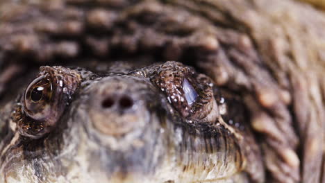 Extreme-Nahaufnahme-Einer-Blinzelnden-Schnappschildkröte