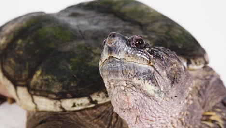 Close-up-of-a-snapping-turtle-face-and-shell