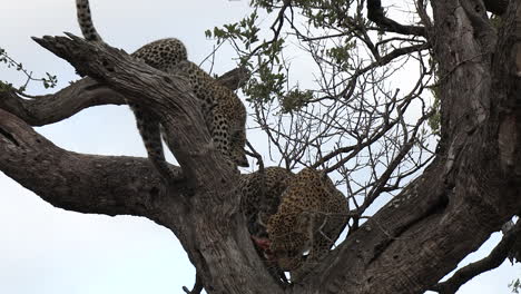 Leopard-and-cub-playing-with-head-of-antelope-in-tree
