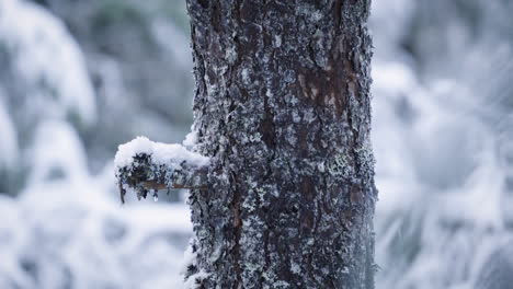 Tight-long-shot-tilting-down-a-pine-tree-in-fresh-snow