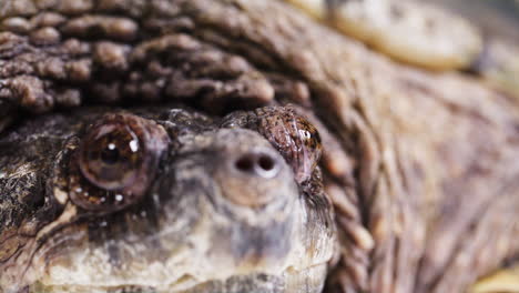 Extreme-Nahaufnahme-Des-Gesichts-Und-Der-Augen-Einer-Schnappschildkröte