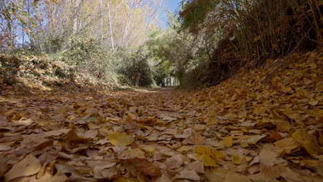 Tunnel-view-on-poplar-leaves-falling-on-an-autumn-day,-recorded-ground-level