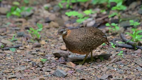 Facing-to-the-left-thinking-about-its-life-while-moving-it-eye-and-body-a-little,-Scaly-breasted-Partridge-Tropicoperdix-chloropus,-Thailand