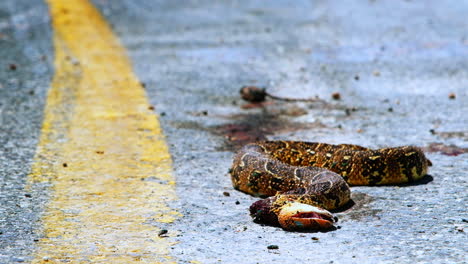 Low-angle-view-of-carcass-of-dead-puff-adder-covered-in-flies,-roadkill-incident