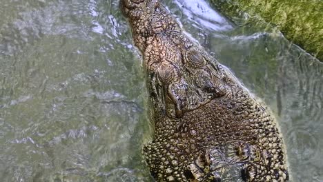 Saltwater-crocodiles--are-also-known-as-estuarine-crocodiles