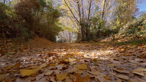 ÇBlätter-Fallen-Beim-Gehen-Auf-Gelbem-Pappelblattteppich-Auf-Waldweg-Im-Herbst-An-Einem-Sonnigen-Tag
