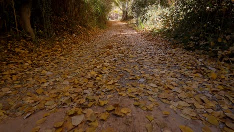 Caminando-Por-El-Camino-De-Las-Hojas-Amarillas-En-Otoño-En-Un-Día-Soleado-En-El-Bosque-De-álamos