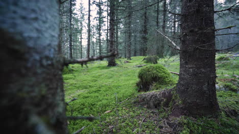 Wide-pan-shot-of-a-dark-and-old-spruce-forest