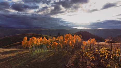 Wunderschönes-Licht,-Das-Auf-Eine-Reihe-Von-Espen-Fällt,-Deren-Gipfel-In-Herbstfarben-Erstrahlen