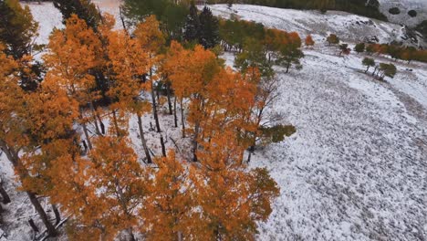 Low-flying-with-panning-views-of-a-snowy-ground-and-peaked-fall-colors-of-aspens