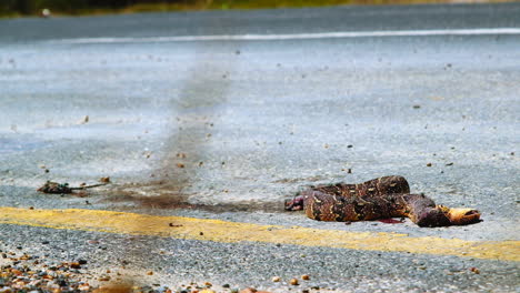 Flies-swarming-gory-snake-and-mouse-roadkill-next-to-yellow-line-on-asphalt