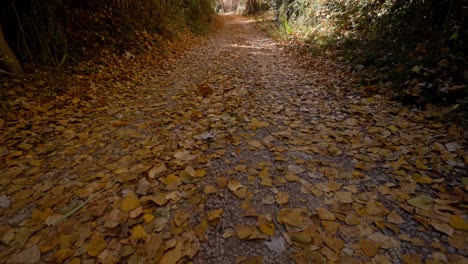 Walking-backwards-on-yellow-poplar-leaves-tapestry-on-forest-path-in-autumn