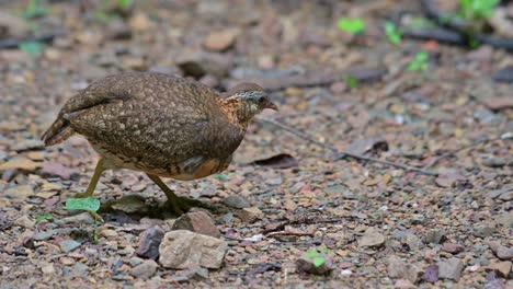 Moving-towards-the-right-foraging-on-the-ground-in-the-forest,-Scaly-breasted-Partridge-Tropicoperdix-chloropus,-Thailand