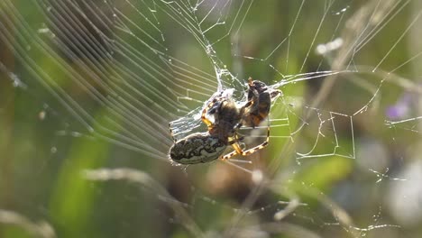 Close-up-shot-of-Spider-hunting-and-catching-wild-bee-in-web-net-outdoors
