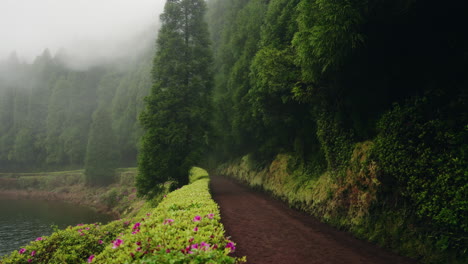 Static-shot-of-forest-trail-during-a-dramatic-misty-day