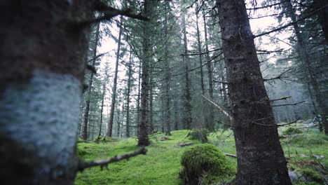 Wide-tilt-down-shot-of-a-dark-spruce-forest