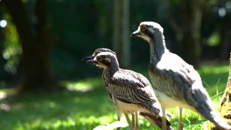 A-family-of-shy-ground-dwelling-bush-stone-curlew,-burhinus-grallarius-standing-on-open-plain-under-the-shade,-wondering-around-its-surroundings,-close-up-shot