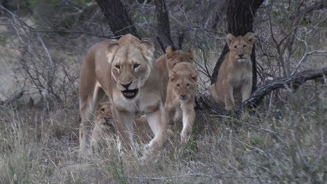 Lioness-walking-with-her-cubs,-Lion-kids