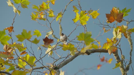 Endemischer-Finkenvogel-Auf-Madeira,-Der-Auf-Einem-Ast-Mit-Herbstlich-Gefärbten-Blättern-Thront