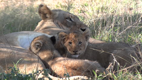 Lioness-suckling-her-children,-Lioness-breastfeeding-her-cubs