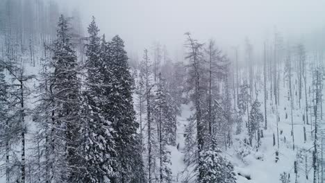 Paisaje-Aéreo-Invernal-Con-Pinos-Cubiertos-De-Nieve-En-Un-Bosque-De-Abetos-En-Montañas-Frías-Con-Niebla