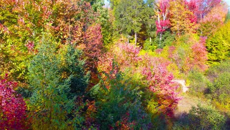 Langsames,-Traumhaftes-Schweben-über-Den-Wunderschönen-Herbstfarben-In-Den-Nördlichen-Wäldern
