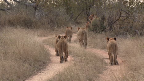 Lion-cubs-walking-down-a-dirt-track-in-a-national-park,-Young-lions-with-her-mother-in-the-wild