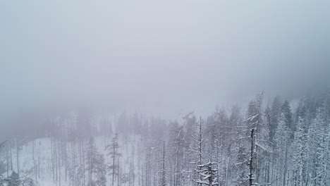 Aerial-winter-landscape-with-pine-trees-covered-with-snow-in-spruce-forest-in-cold-mountains-with-fog