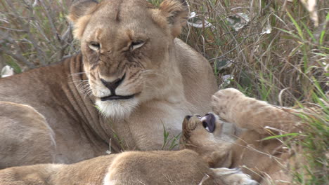 Lioness-grooming-playful-cub,-Lion-cub