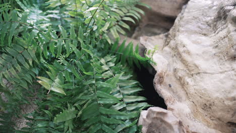 Indoor-garden-with-rock-and-ferns