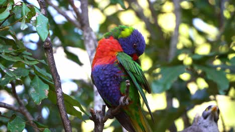 Close-up-shot-of-a-wild-beautiful-rainbow-lorikeets,-trichoglossus-moluccanus,-perching-on-a-tree-branch-in-its-natural-habitat,-preening-and-grooming-its-vibrant-and-colourful-plumage