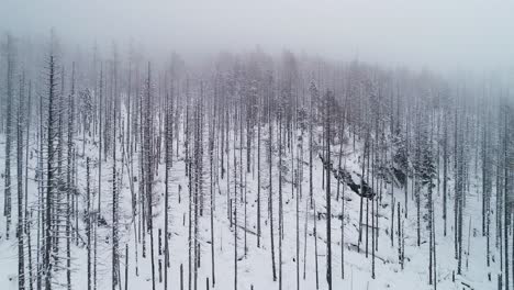 Aerial-winter-landscape-with-destroyed-naked-trees-covered-with-snow-in-spruce-forest-in-cold-mountains-with-fog