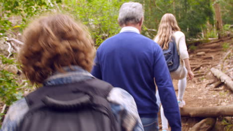 Seniors-and-grandchildren-walking-through-forest,-back-view