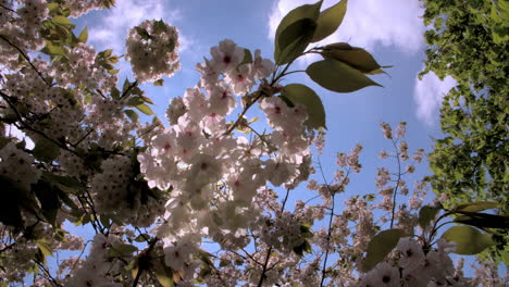 Hintergrundbeleuchtete-Frühlingskirschblüte-In-Einem-Londoner-Park,-Von-Unten