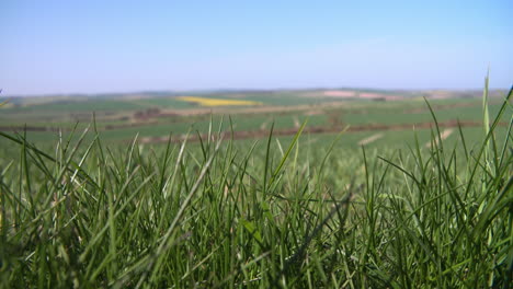 Panoramablick-Auf-Sommerfelder-Mit-Feldfrüchten-In-Großbritannien