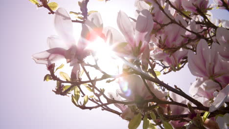Sunlight-Shining-Through-Flowers-On-Magnolia-Tree