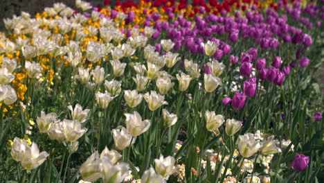 Bunte-Tulpen-In-Einem-Londoner-Park-Im-Frühling