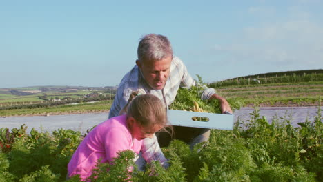 Farmer-With-Daughter-Harvesting-Organic-Carrot-Crop-On-Farm