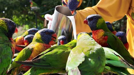 Voluntario-De-Vida-Silvestre-Vertiendo-Una-Jarra-De-Líquido-De-Alimentación-A-Un-Grupo-De-Pájaros-Loritos-Arcoiris-Reunidos