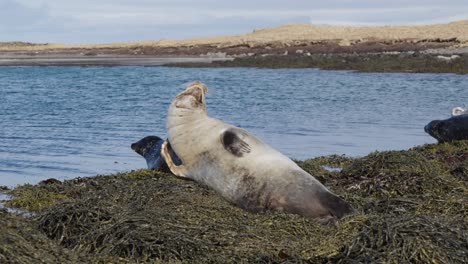 Young-harbor-seal-scratch-himself-on-old-seaweed-near-blue-water-shore