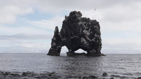 El-Fulmar-Del-Norte-Vuela-Alrededor-De-La-Roca-Hvitserkur-Durante-El-Día-Nublado-De-Islandia