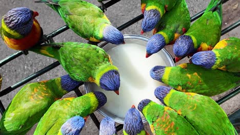 A-group-of-Native-Australian-Rainbow-Lorikeet-birds-gathered-together-feeding-from-a-tray-of-liquid-food