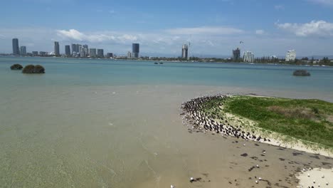 A-flock-of-migratory-seabirds-rest-on-a-natural-sand-island-close-to-a-urban-city-skyline