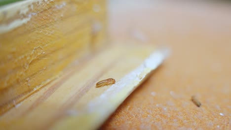 Live-termite-eating-wooden-parts-of-home,-close-up-view
