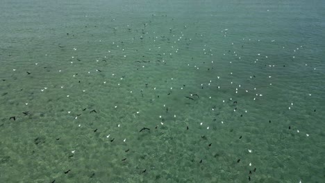 Ein-Schwarm-Seevögel-Versammelt-Sich-Nach-Seiner-Jährlichen-Wanderung-An-Einem-Brutplatz-An-Der-Küste,-Um-Kontakte-Zu-Knüpfen