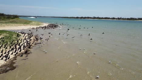 A-flock-of-Seabirds-gathered-on-a-sandy-beach-take-flight-when-disturbed-by-an-approaching-jet-boat-ride