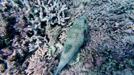 Close-up-underwater-footage-shows-a-charming-white-spotted-puffer-swimming-gracefully-among-vibrant-coral-reefs