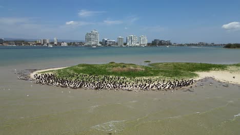 Migratory-seabirds-gather-to-rest-on-a-natural-sand-island-close-to-a-urban-city-skyline